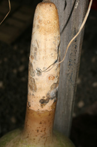 Name:  025.JPG
Views: 1199
Size:  51.0 KB