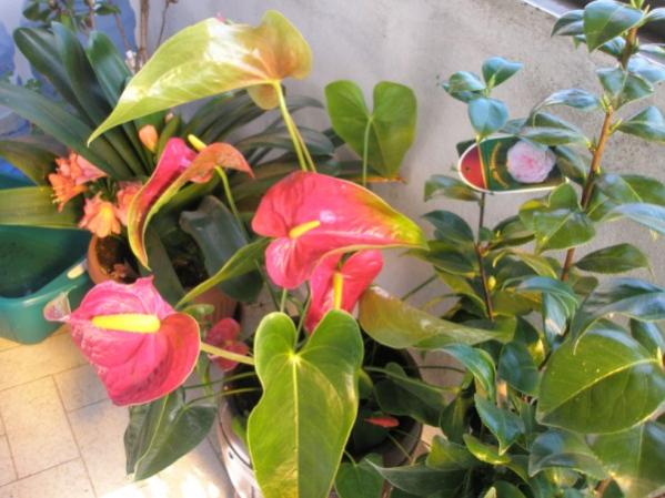 Name:  P2190229 (600 x 450).jpg
Views: 1100
Size:  46.1 KB