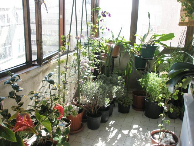 Name:  P2190230.jpg
Views: 1107
Size:  69.6 KB