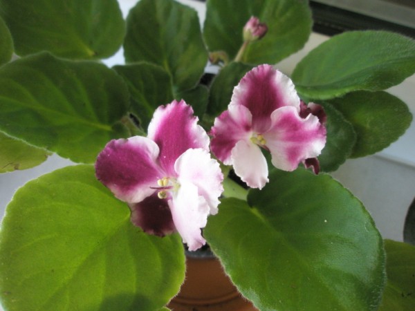 Name:  P2190214 (600 x 450).jpg
Views: 1091
Size:  52.0 KB