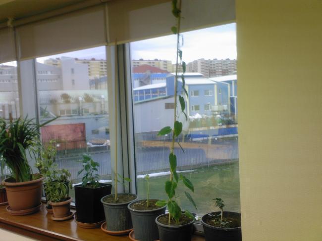 Name:  granadilla1.jpg
Views: 839
Size:  34.7 KB