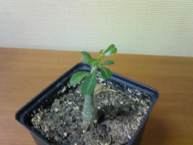 Name:  l Gl 1.jpg
Views: 1203
Size:  34.1 KB