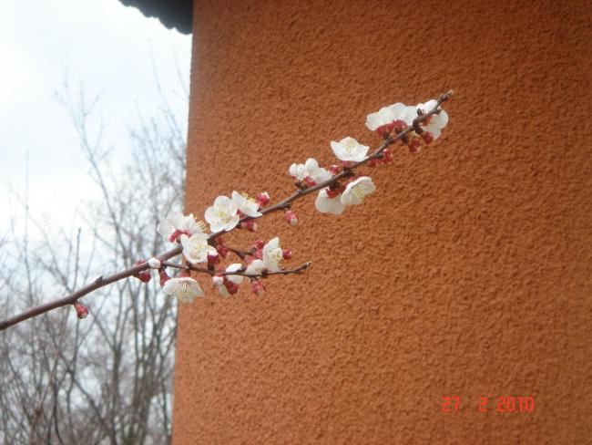 Name:  DSC08776.jpg
Views: 767
Size:  48.7 KB