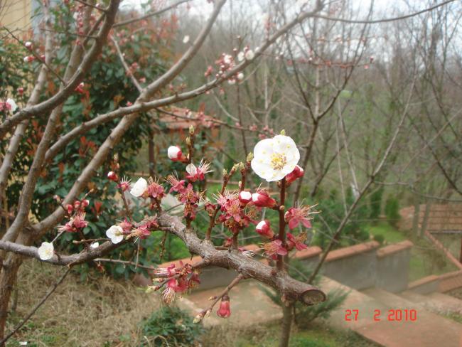 Name:  DSC08779.jpg
Views: 778
Size:  61.3 KB