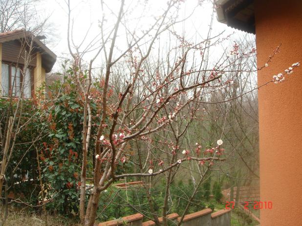 Name:  DSC08775.jpg
Views: 774
Size:  70.2 KB