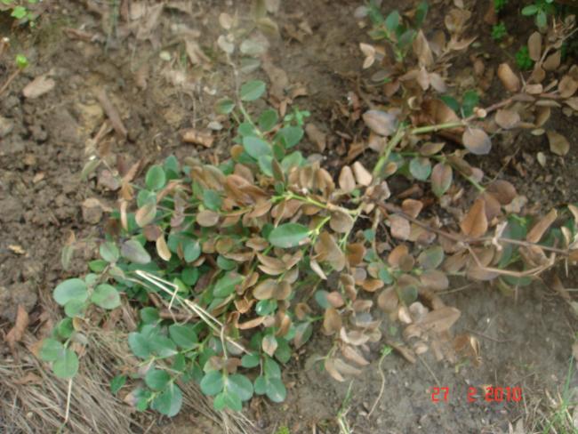 Name:  DSC08816.jpg
Views: 768
Size:  58.5 KB