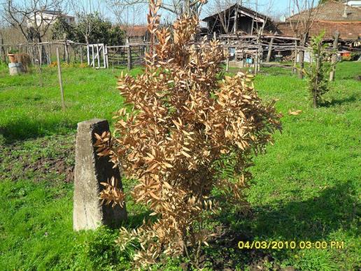 Name:  resimlerim 1489.jpg
Views: 1173
Size:  71.4 KB