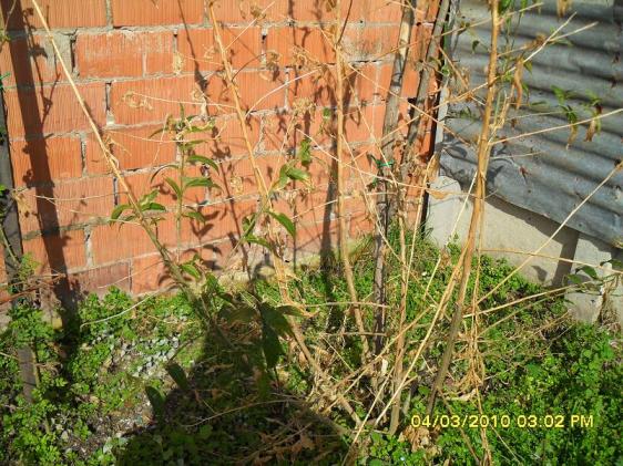 Name:  resimlerim 1496.jpg
Views: 1048
Size:  71.9 KB