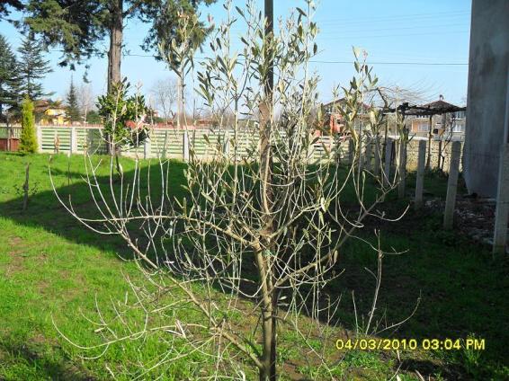 Name:  resimlerim 1500.jpg
Views: 1015
Size:  71.2 KB