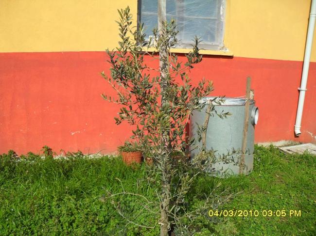 Name:  resimlerim 1502.jpg
Views: 1029
Size:  67.4 KB