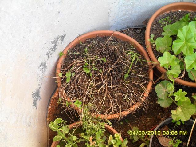 Name:  resimlerim 1505.jpg
Views: 1493
Size:  70.2 KB