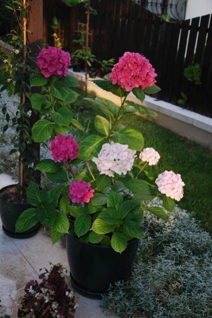 Name:  DSC_0069.jpg
Views: 5355
Size:  45.7 KB