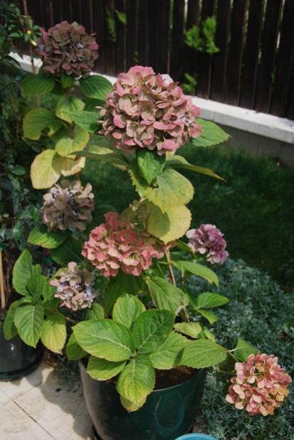 Name:  DSC_0235.jpg
Views: 4344
Size:  46.6 KB