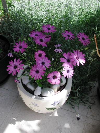 Name:  EPSN0126.JPG
Views: 5040
Size:  45.7 KB