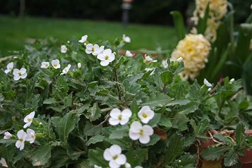Name:  008.JPG
Views: 1260
Size:  60.2 KB