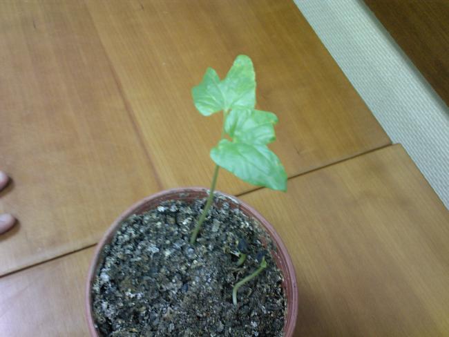 Name:  F  2009-0002.jpg
Views: 1075
Size:  37.8 KB