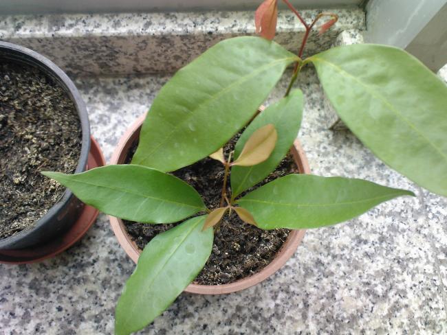 Name:  F  2009-0019.jpg
Views: 1079
Size:  59.1 KB