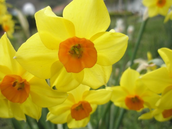 Name:  P3170383 (600 x 450).jpg
Views: 993
Size:  43.9 KB