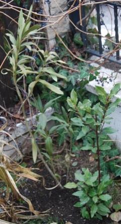 Name:  DSC_0279.jpg
Views: 1535
Size:  28.5 KB