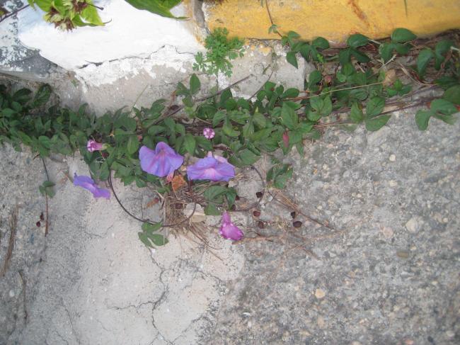 Name:  IMG_1570.jpg
Views: 825
Size:  62.6 KB