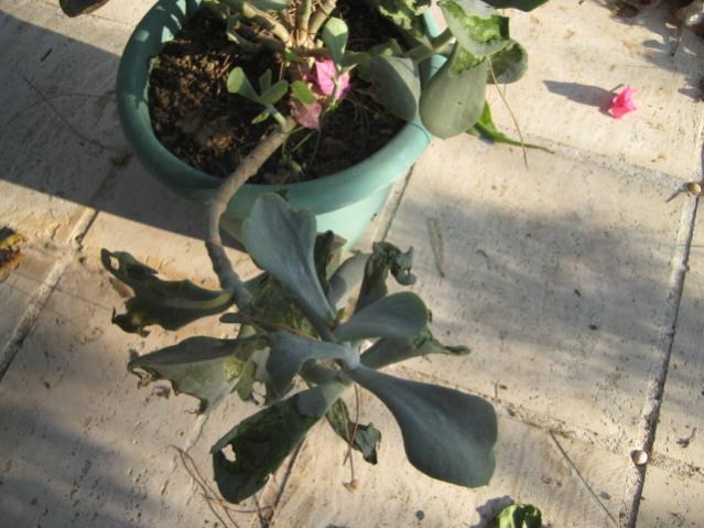 Name:  IMG_1619.jpg
Views: 797
Size:  49.1 KB