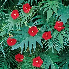 Name:  cardinalglory.jpg
Views: 1073
Size:  45.5 KB