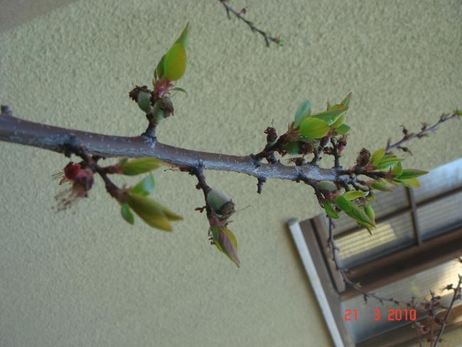 Name:  DSC09217.jpg
Views: 911
Size:  40.5 KB