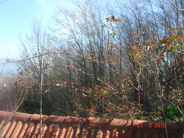 Name:  DSC09179.jpg
Views: 767
Size:  71.2 KB