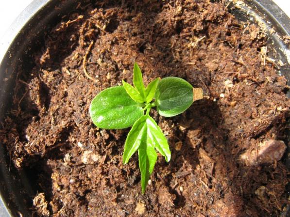 Name:  pasiflora mollissima.jpg
Views: 1146
Size:  72.0 KB