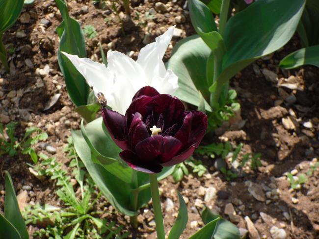 Name:  SDC10047 copy.jpg
Views: 3681
Size:  59.4 KB