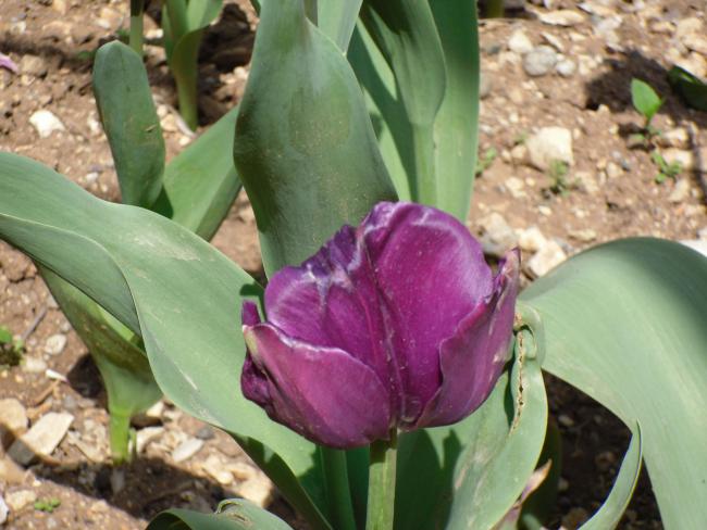 Name:  SDC10049 copy.jpg
Views: 3612
Size:  48.4 KB