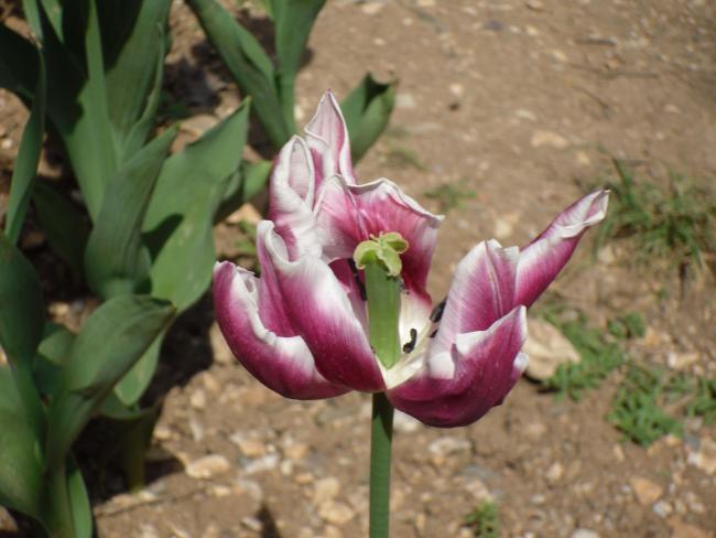 Name:  SDC10051 copy.jpg
Views: 3602
Size:  39.7 KB