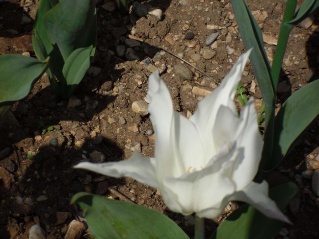 Name:  SDC10059 copy.jpg
Views: 3525
Size:  46.7 KB