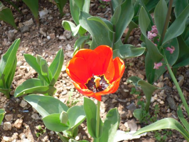 Name:  SDC10061 copy.jpg
Views: 3515
Size:  55.9 KB