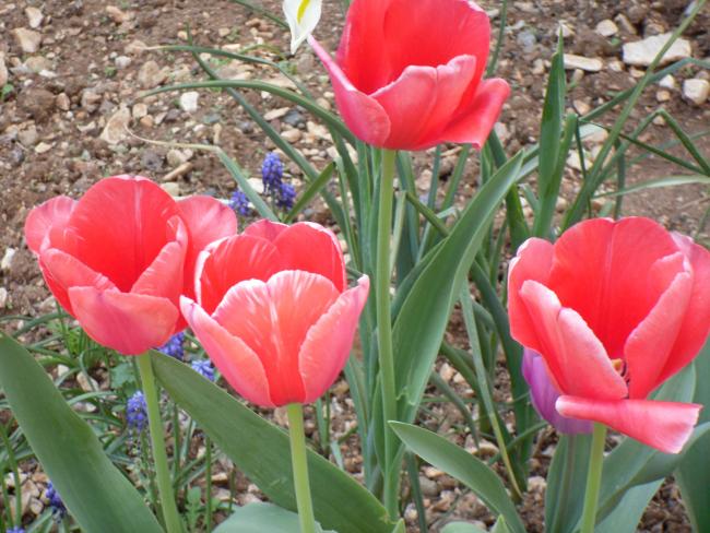 Name:  SDC10062 copy.jpg
Views: 3526
Size:  60.4 KB