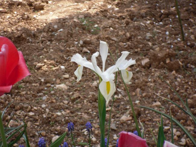 Name:  SDC10065 copy.jpg
Views: 3453
Size:  62.2 KB
