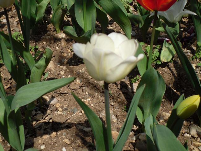 Name:  SDC10053 copy.jpg
Views: 3479
Size:  62.0 KB
