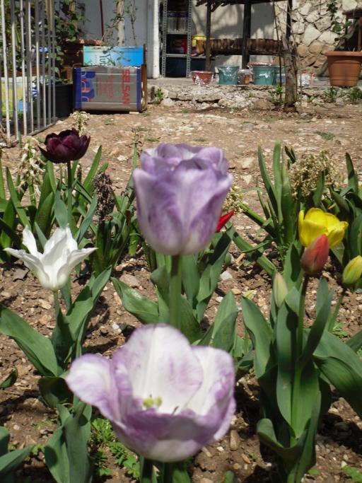Name:  SDC10054 copy.jpg
Views: 3498
Size:  76.8 KB