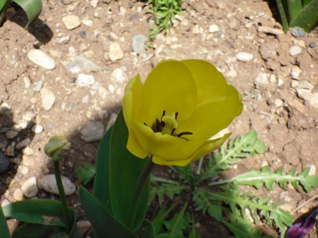 Name:  SDC10056 copy.jpg
Views: 3494
Size:  49.5 KB