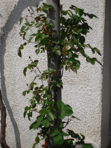 Name:  SDC10124 copy.jpg
Views: 2979
Size:  75.7 KB