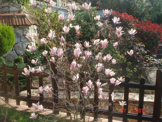 Name:  DSC09237.jpg
Views: 787
Size:  71.9 KB