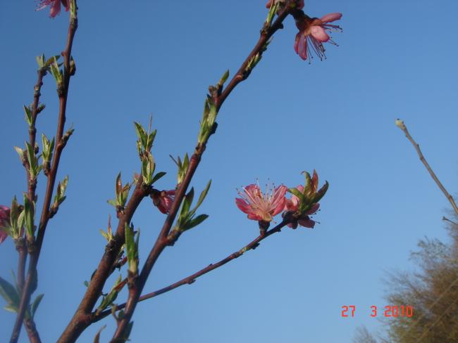 Name:  DSC09247.jpg
Views: 703
Size:  29.2 KB