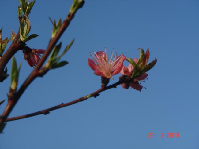 Name:  DSC09248.jpg
Views: 686
Size:  20.2 KB