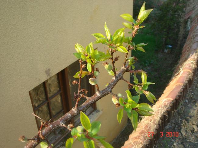 Name:  DSC09251.jpg
Views: 713
Size:  49.1 KB