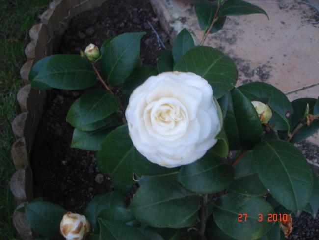 Name:  DSC09278.jpg
Views: 648
Size:  34.5 KB