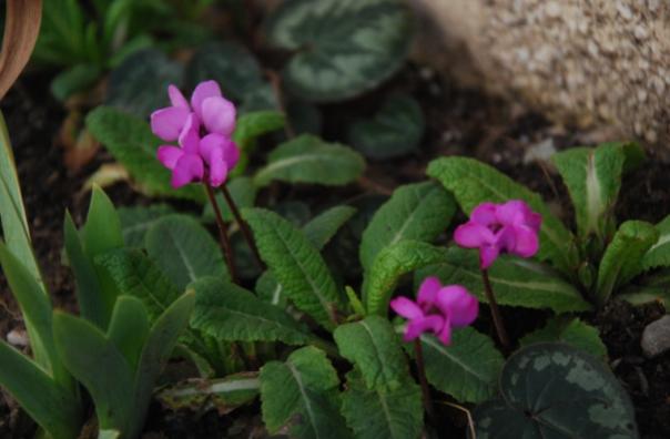 Name:  DSC_0012.jpg
Views: 1713
Size:  29.4 KB