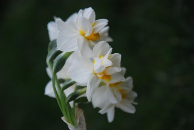 Name:  DSC_0125.jpg
Views: 6094
Size:  16.6 KB