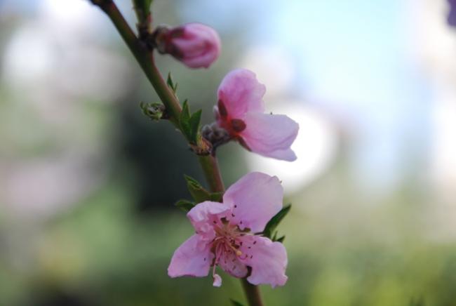 Name:  DSC_0330.jpg
Views: 1760
Size:  18.5 KB