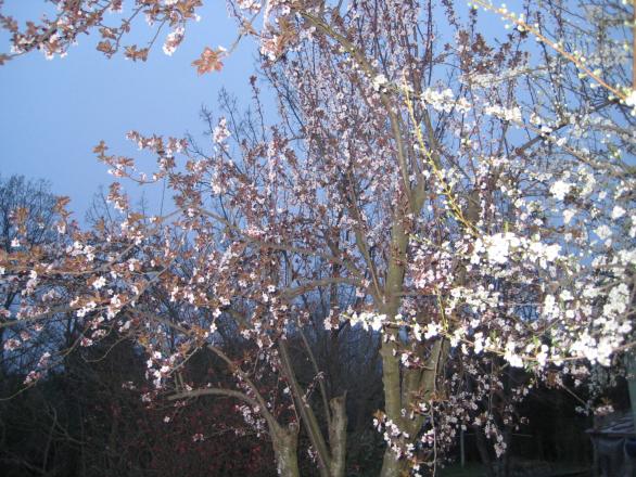 Name:  IMG_1813.jpg
Views: 757
Size:  71.3 KB