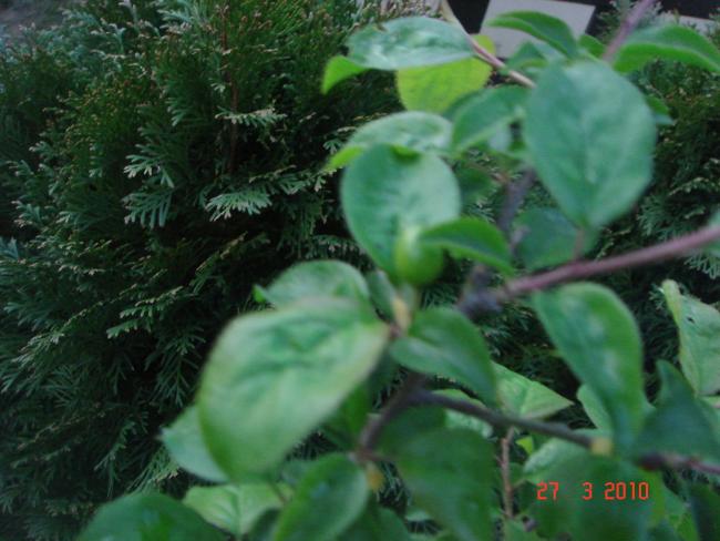 Name:  DSC09284.jpg
Views: 926
Size:  45.2 KB